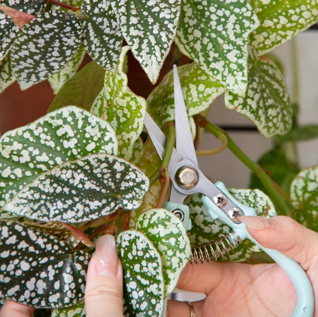 Garden Flower & Branch Pruning Scissors